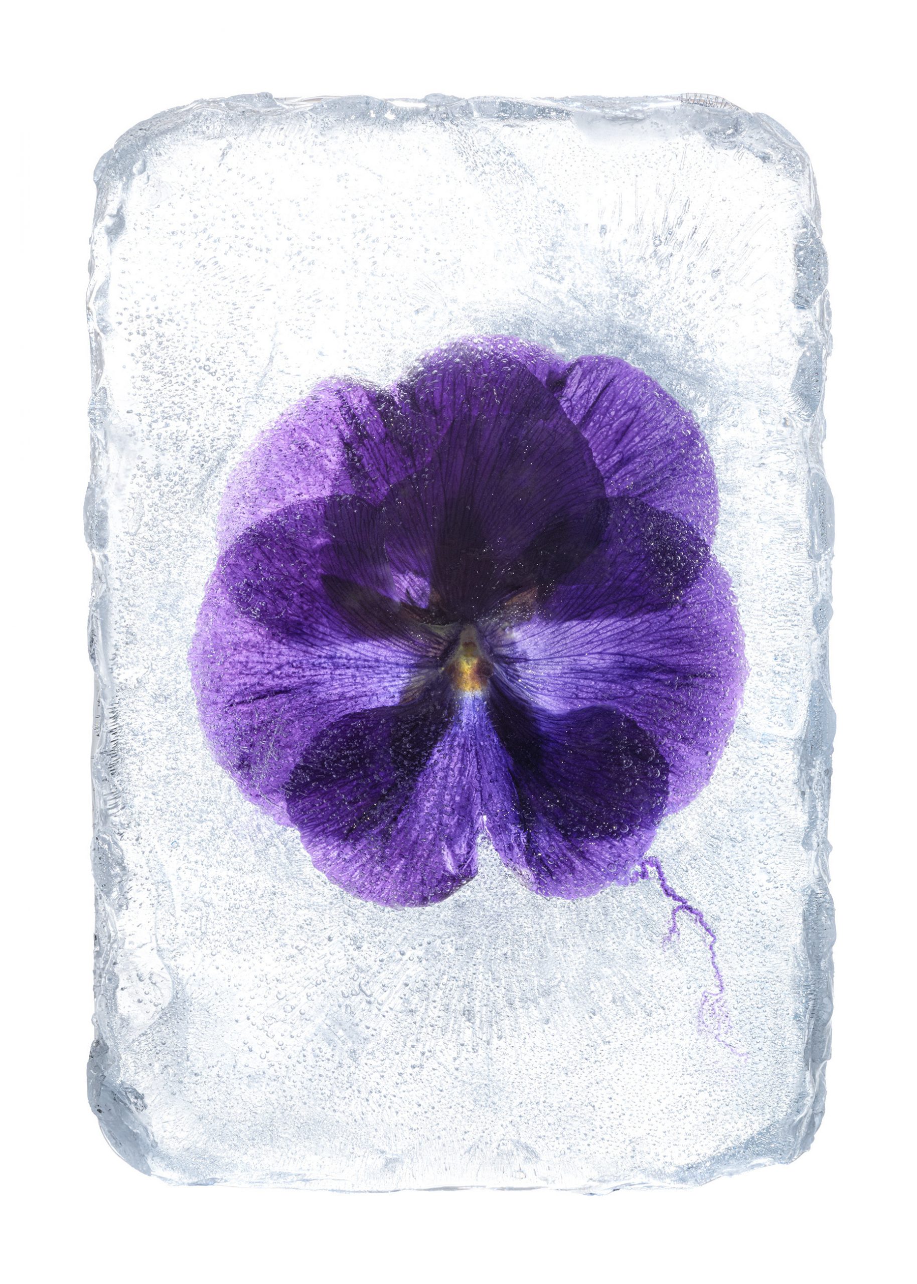ICE Project DEZ25III26851